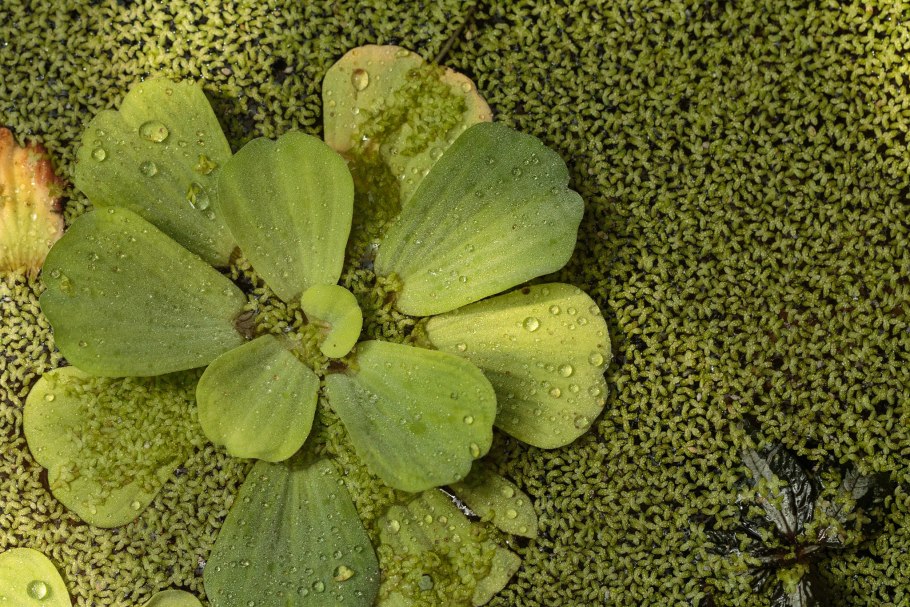 Пистия слоистая