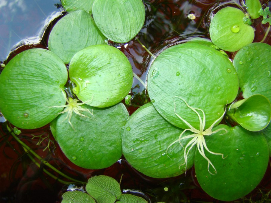 Как цветет пистия