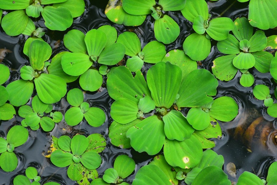 Пистия телорезовидная Pistia Stratiotes