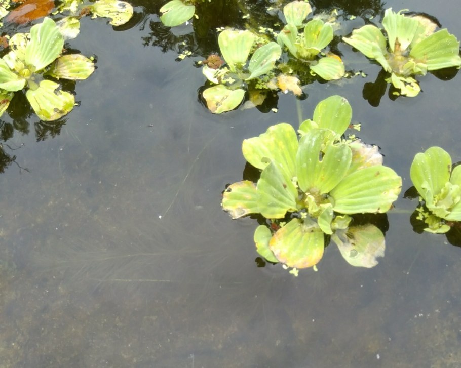 Растения на поверхности воды