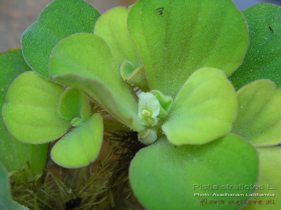 9. Пистия телорезовидная Pistia Stratiotes