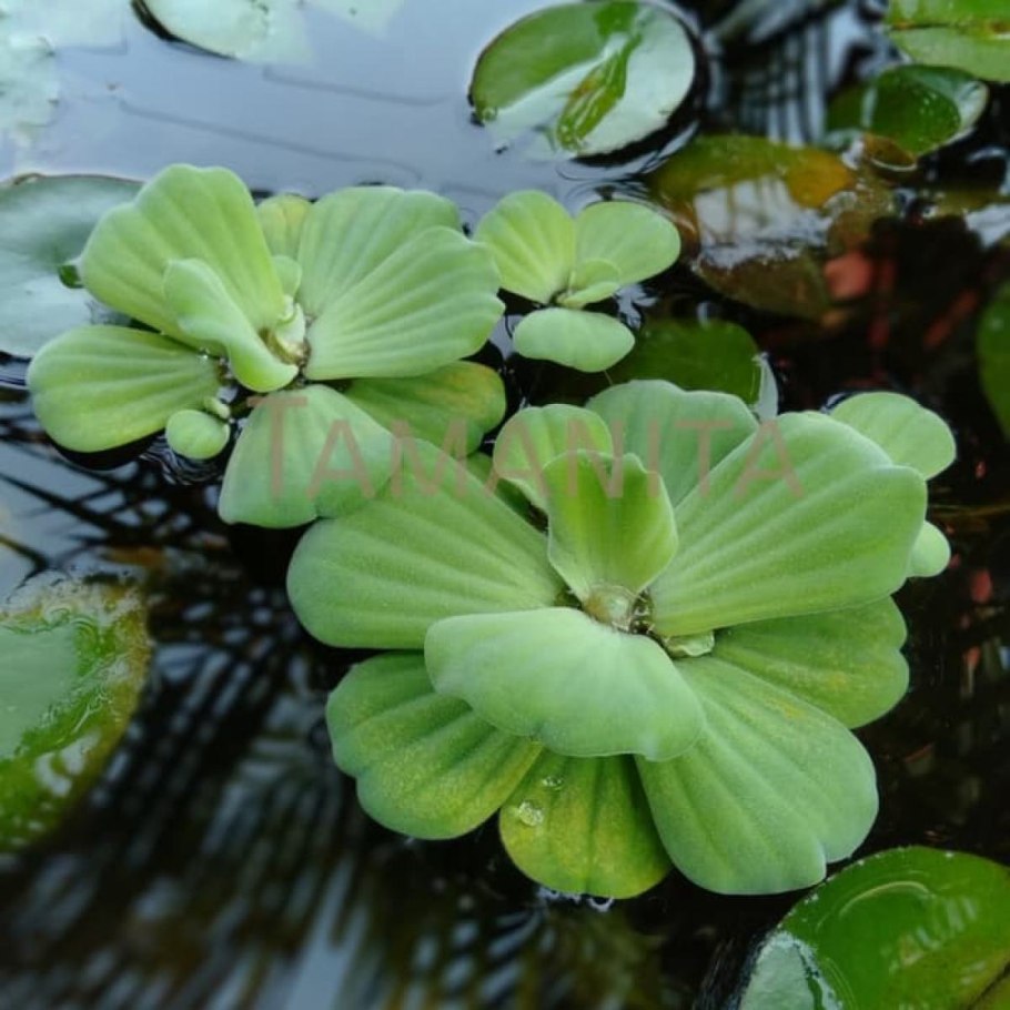 Плесень на пистии