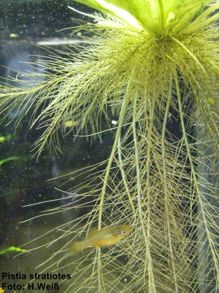 Ряска пистия водокрас