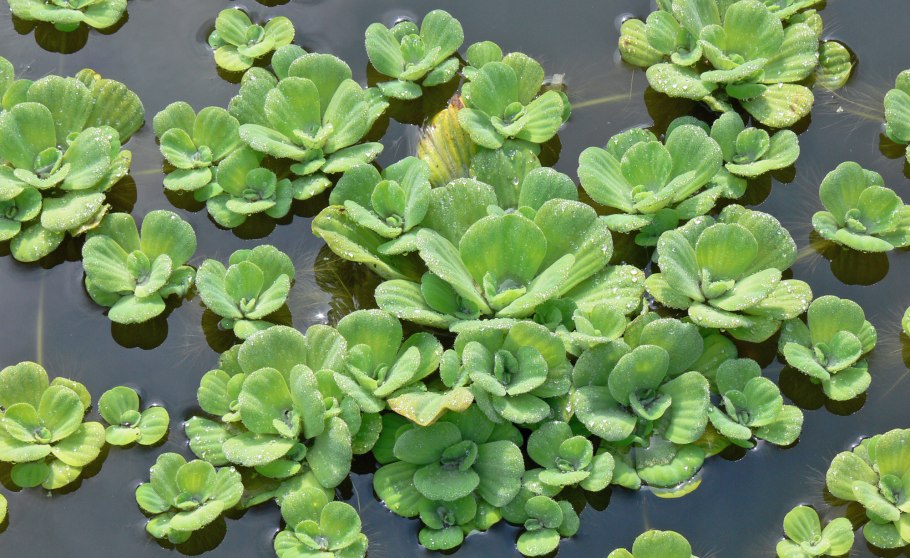 Водяные или водные