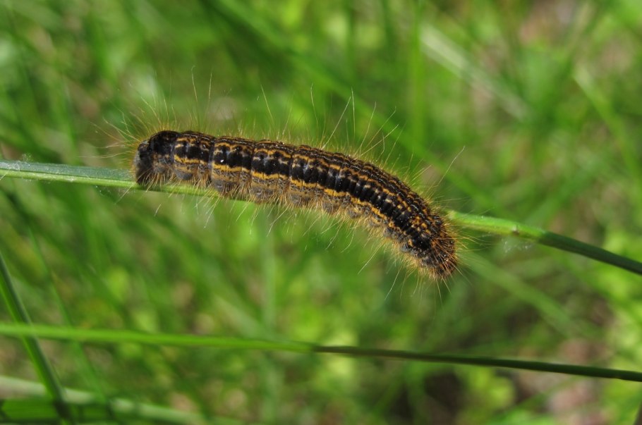 Коконопряд травяной гусеница