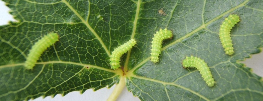 Гусеница Данаида хризипп