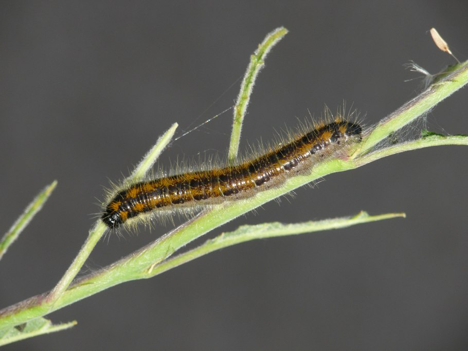 Гусеницы на сое
