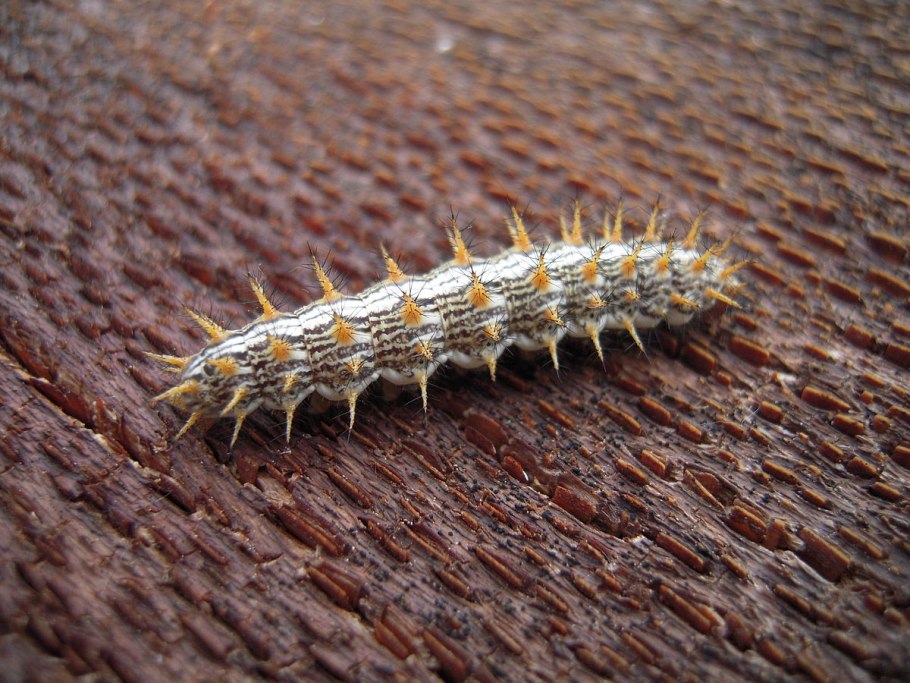 Гусеница листовертка