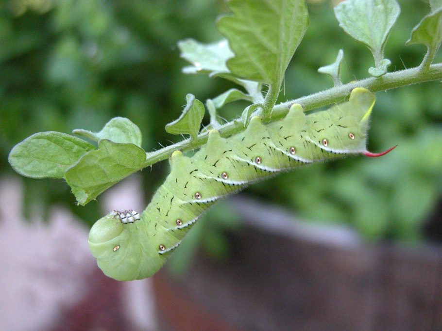 Callimorpha dominula гусеница
