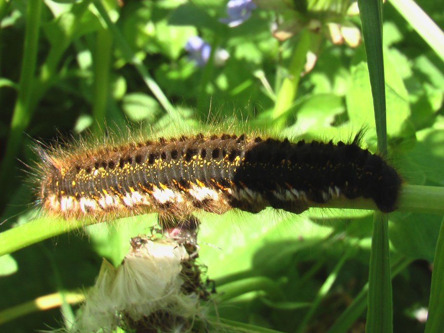 Гусеница Махаона