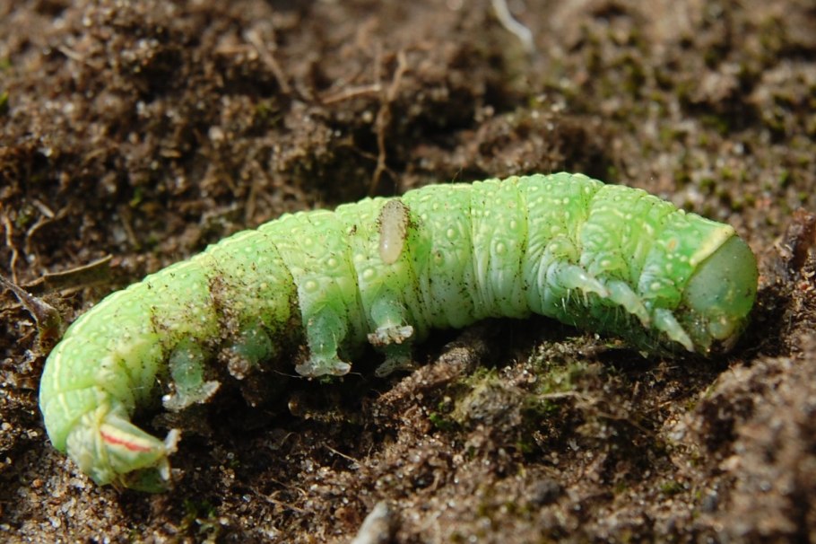 Гусеницы процессионарии