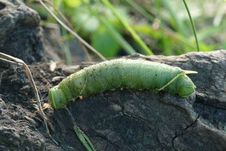 Челночница зеленая