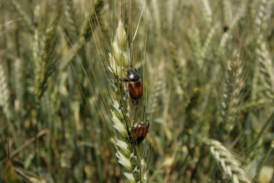 Гученица БРАЖН ка табачного
