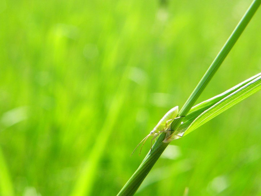 Зеленая куколка личинка