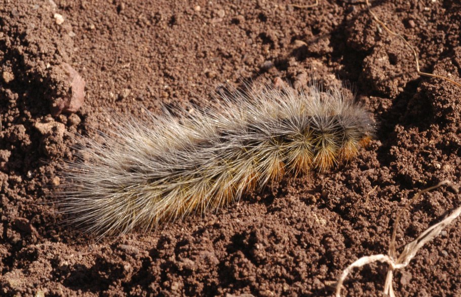 Малиновый коконопряд гусеница