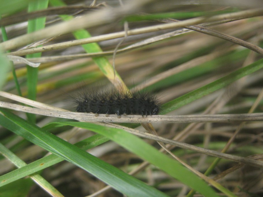 Тутовый шелкопряд черви