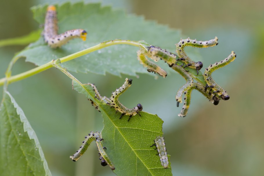 Прозрачная гусеница
