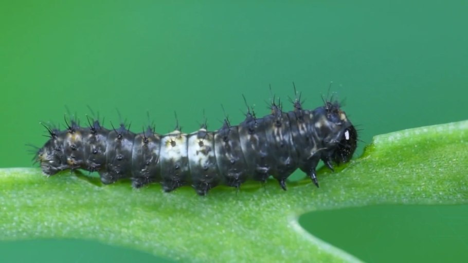 Ложногусеница (личинка) пилильщика.