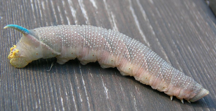 Гусеница Данаида хризипп