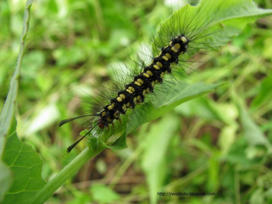 Тизания Агриппина гусеница