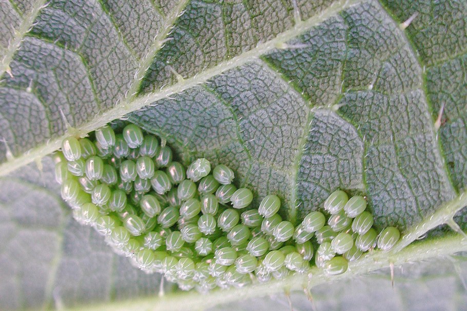 Гусеница Перламутровки Лесной