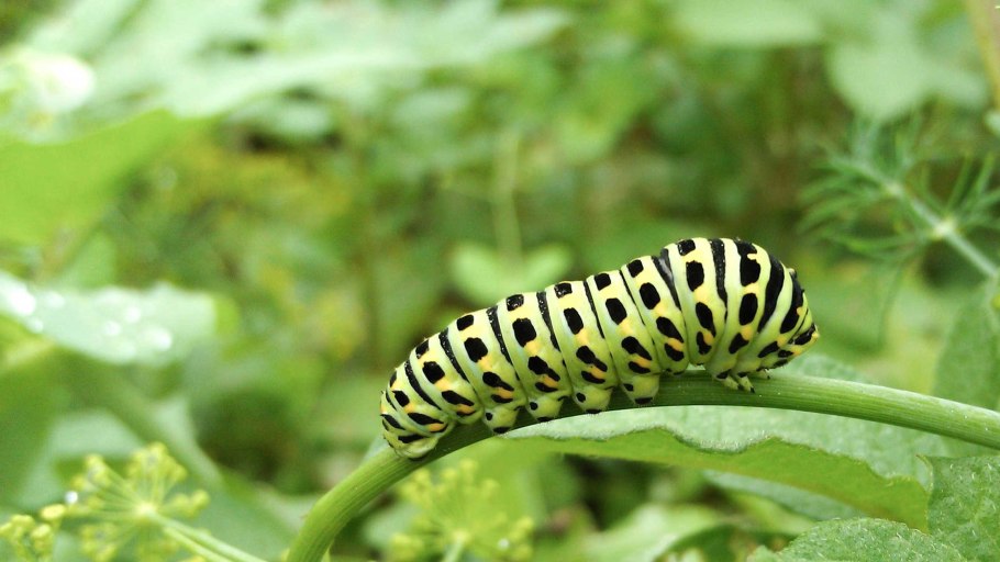 Гусеница кирказон