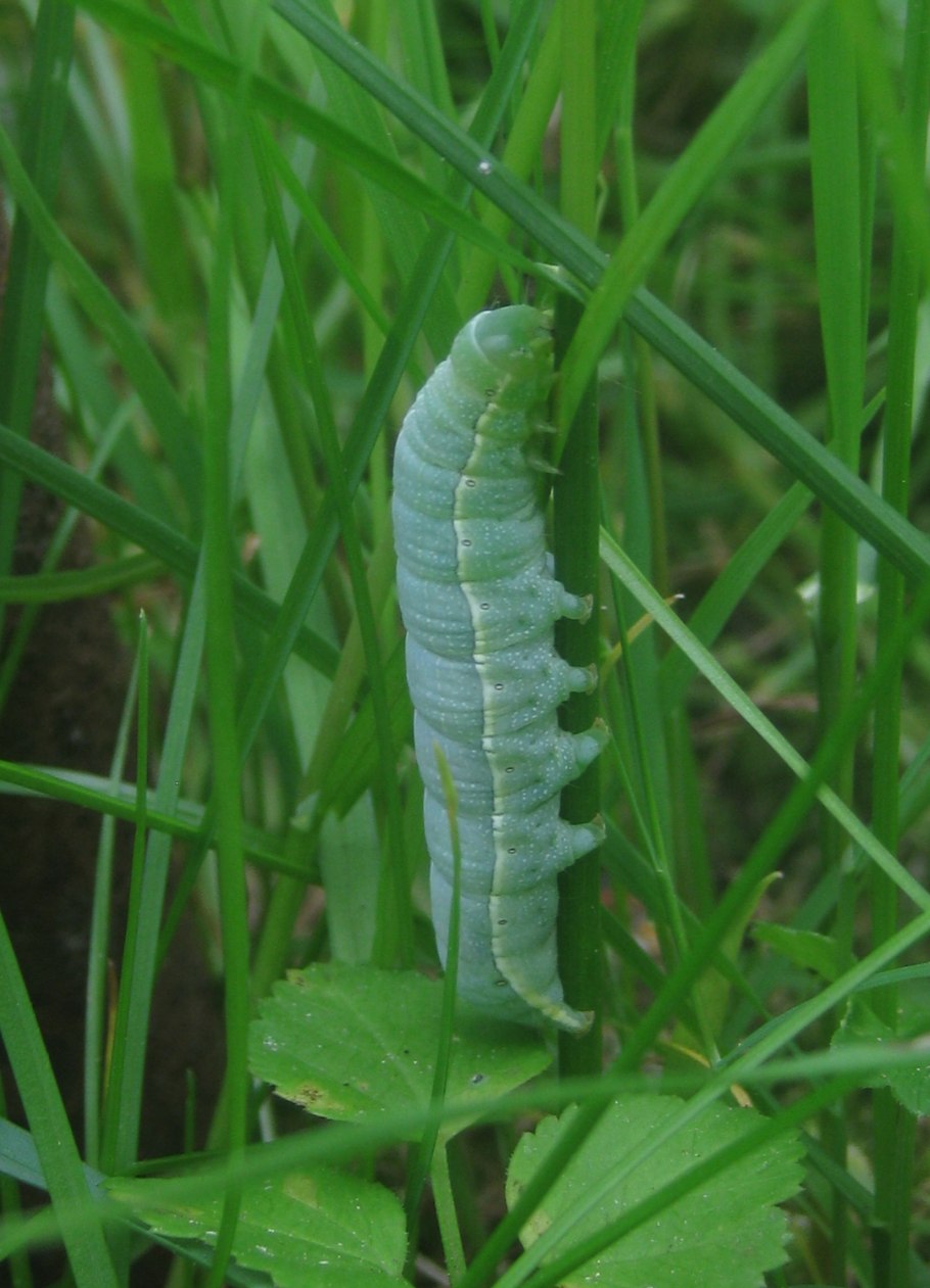 Стержни насекомые
