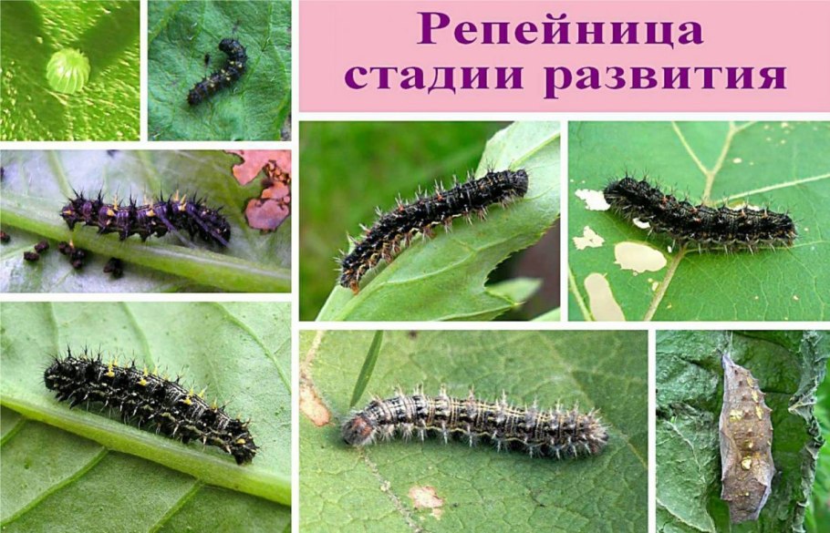 Гусеница репейница бабочка репейница