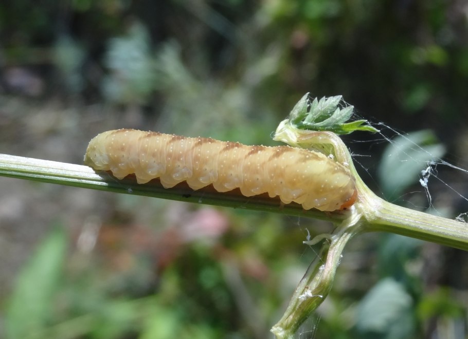 Tineidae гусеница
