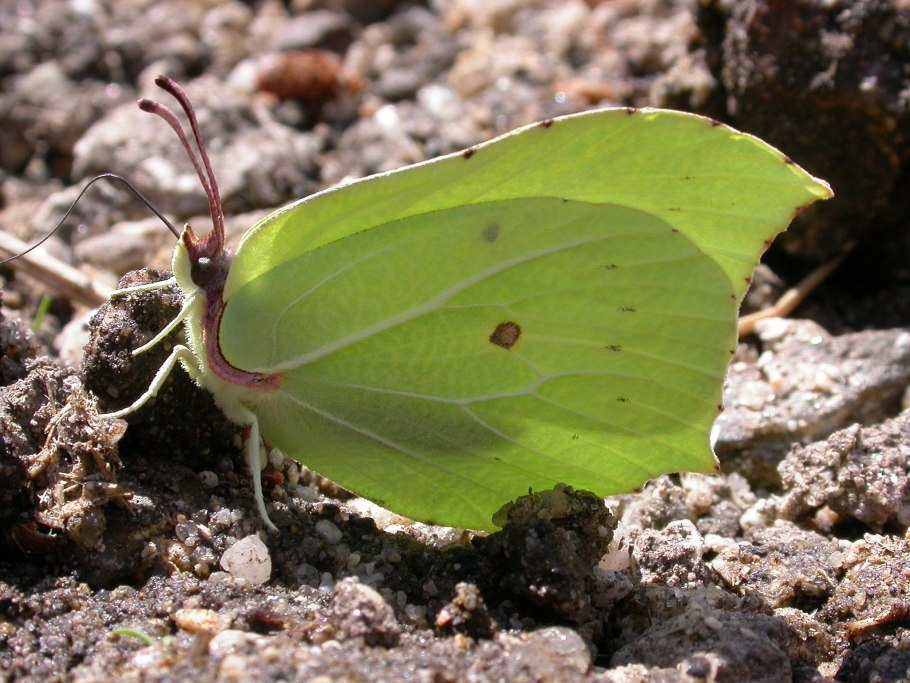 Нимфа (биология)