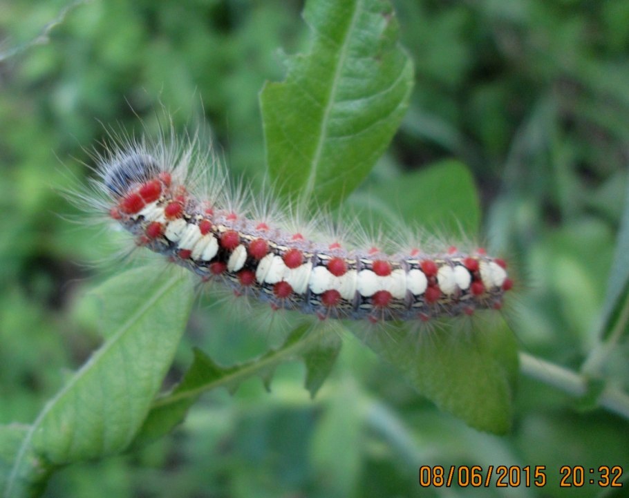 Жизненый цикл Бабек увпустницы