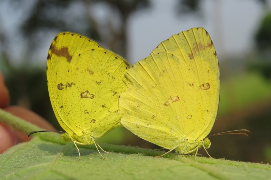 Махаон ласточкин хвост гусеница
