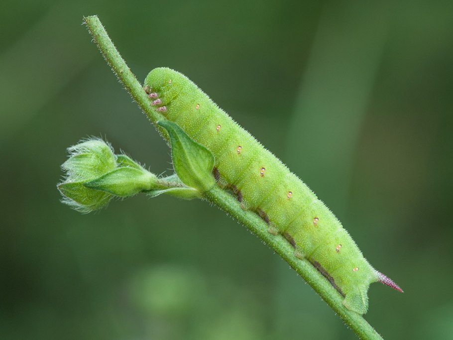 Гусеница шелкопряда каллета