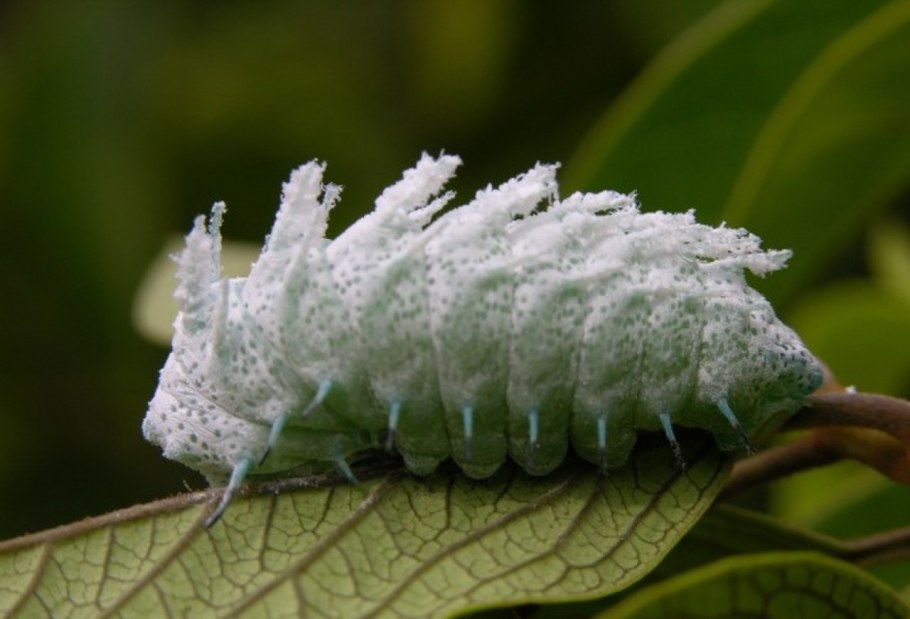 Совка Огородная гусеница