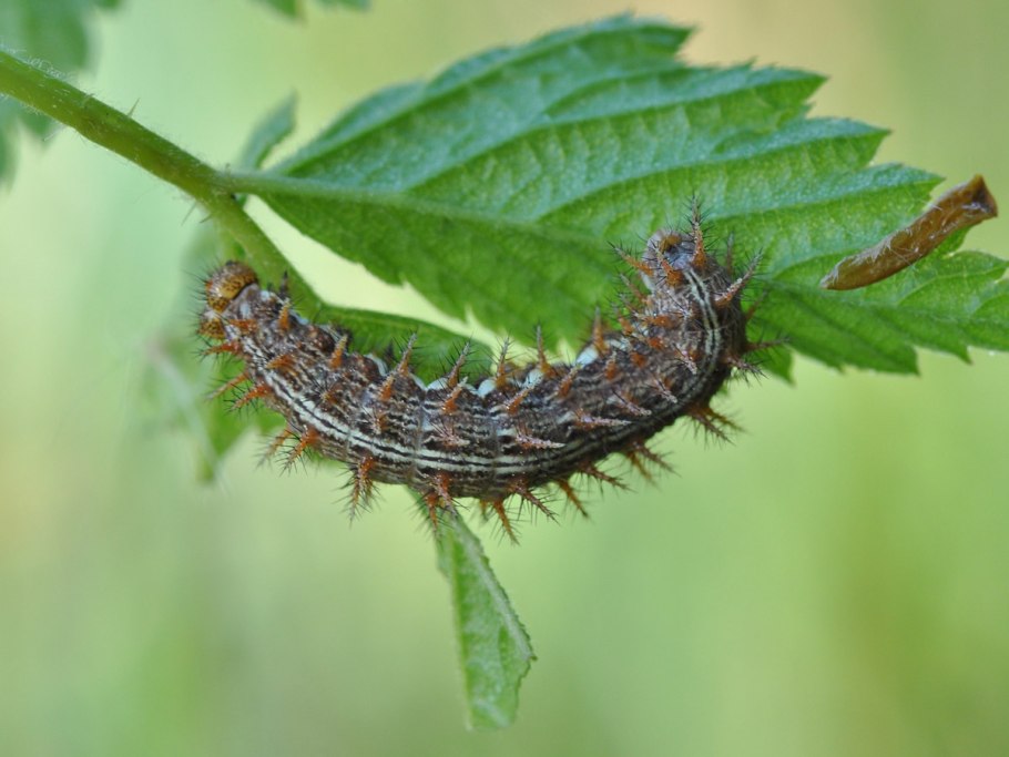 Бражник светло зеленый бабочка