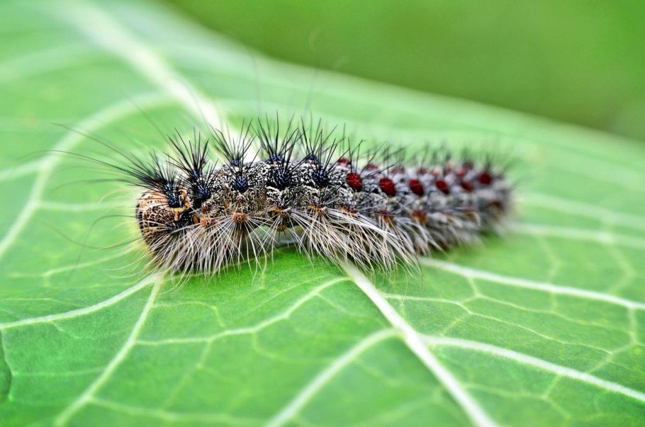 Оранжевые яйца на мяте