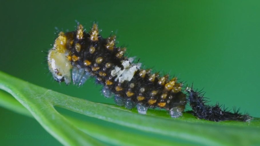 Черная ЛАРВА Жук