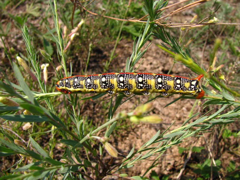 Apamea monoglypha гусеница