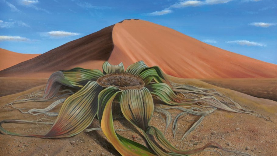 Флора и фауна пустынь и полупустынь