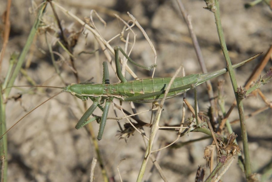 Крупный кузнечик Степная Дыбка