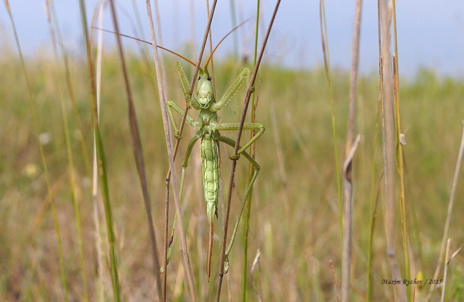 Кузнечик на немецком