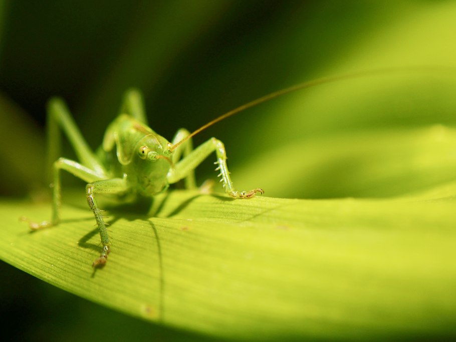 Саранча зеленая кобылка