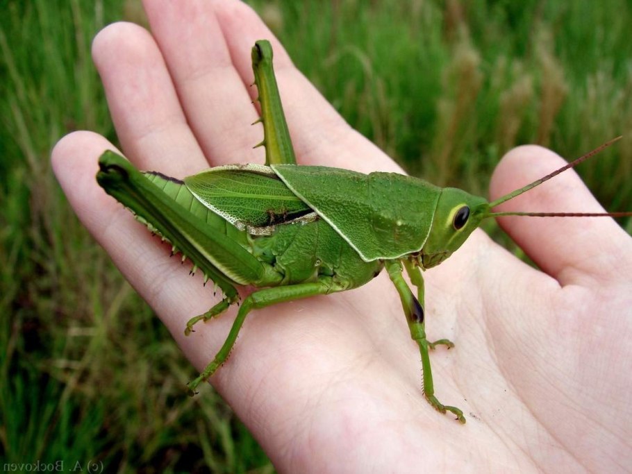 Grasshopper description animal маскировка
