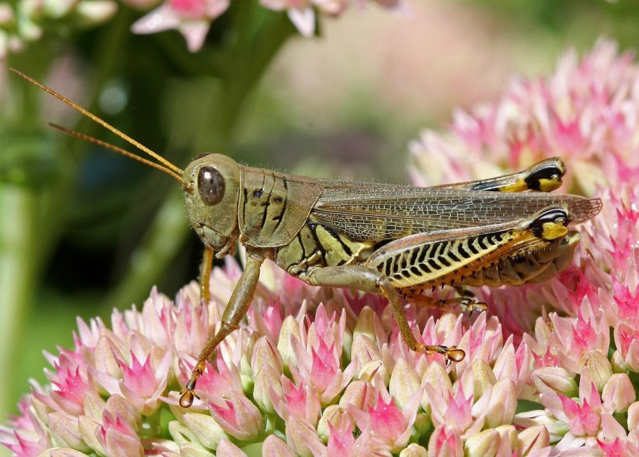 Равнокрылые насекомые тля