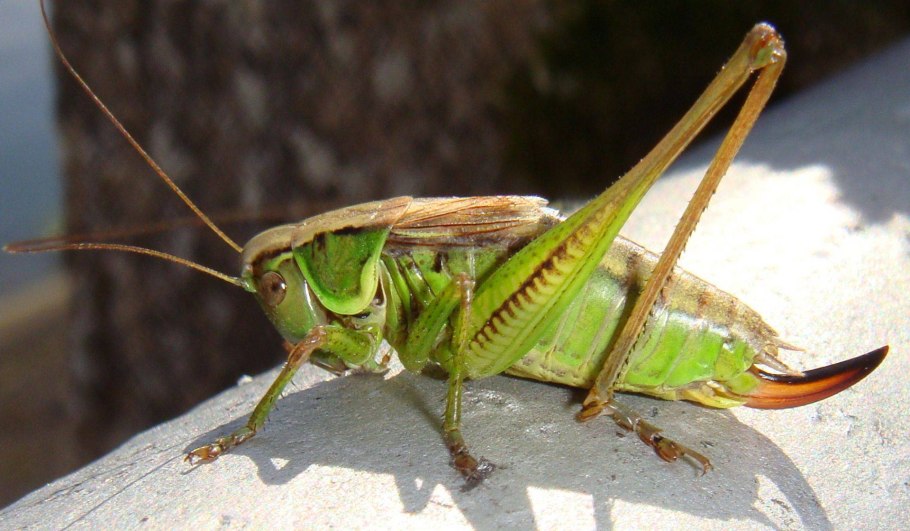 Саранча жвалы