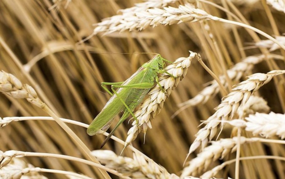 Кузнечик сверчок цикада Саранча
