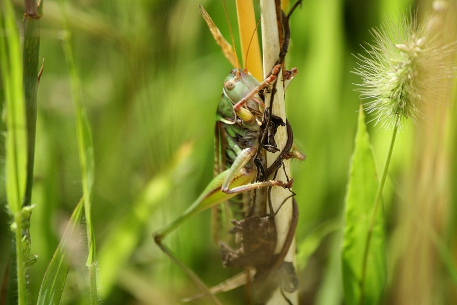 Зеленый кузнечик ест листья