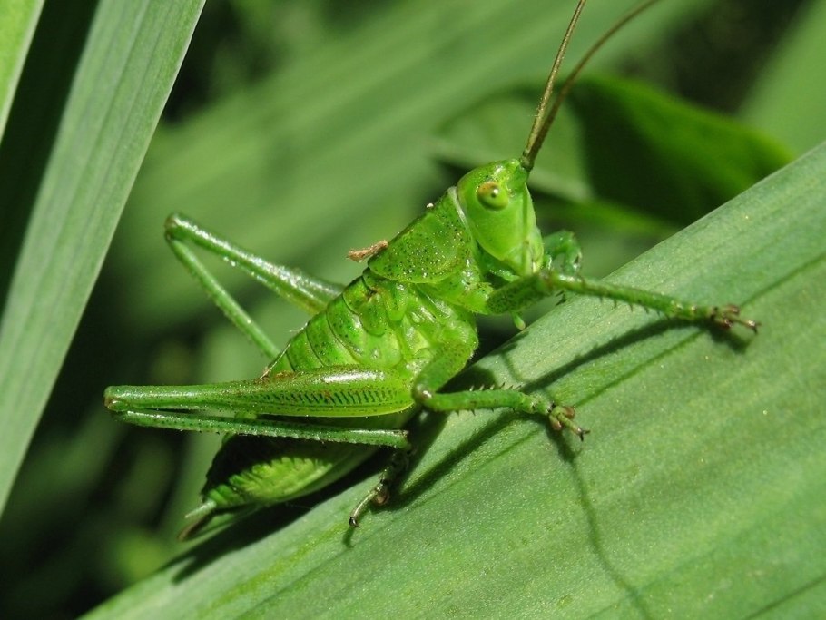 Кузнечик в траве