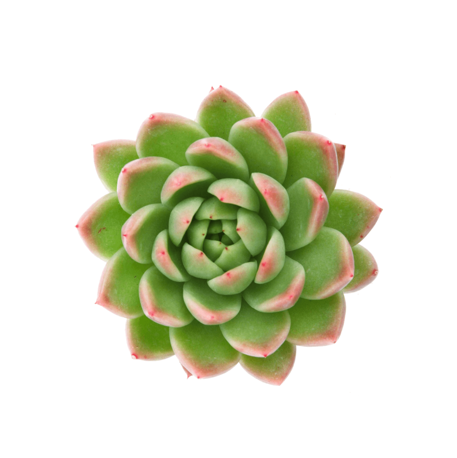 Эхеверия агавоидес ред