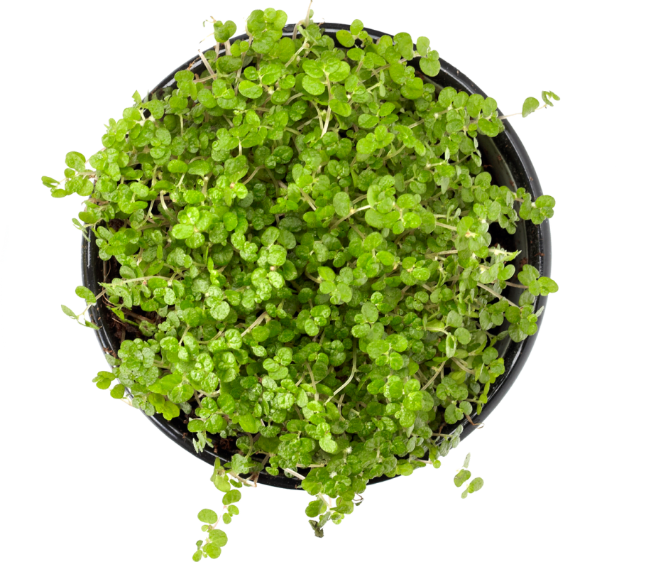 Цветок в горшке сверху